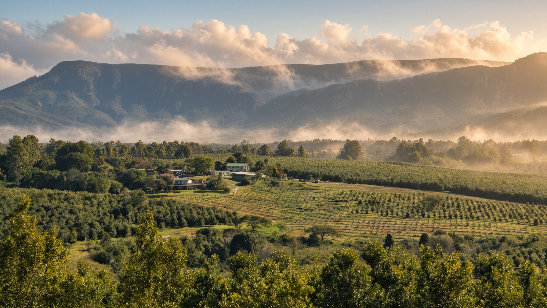 Niv Agri farm looking across orchards to the Kaapsehoop escarpment